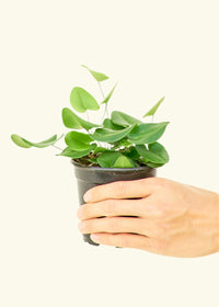 Heart Fern (Hemionitis arifolia)