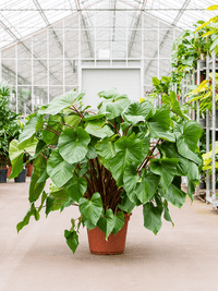 Homalomena Maggi - Ladybird Nursery