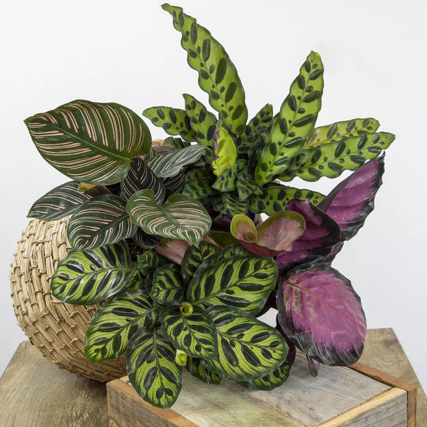 Prayer Plant (Calathea Assorted)