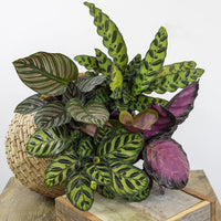 Prayer Plant (Calathea Assorted)