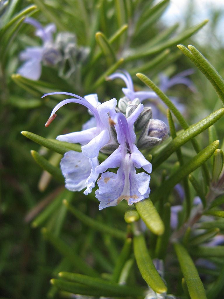 Rosemary Tuscan Blue (Rosmarinus officinalis)