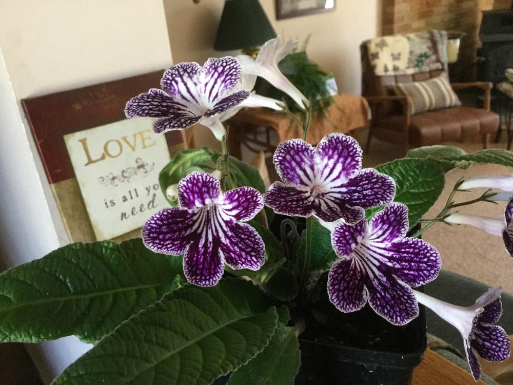 Streptocarpus Lady Slipper ‘Grape Ice’ (Cape Primrose) - Ladybird Nursery