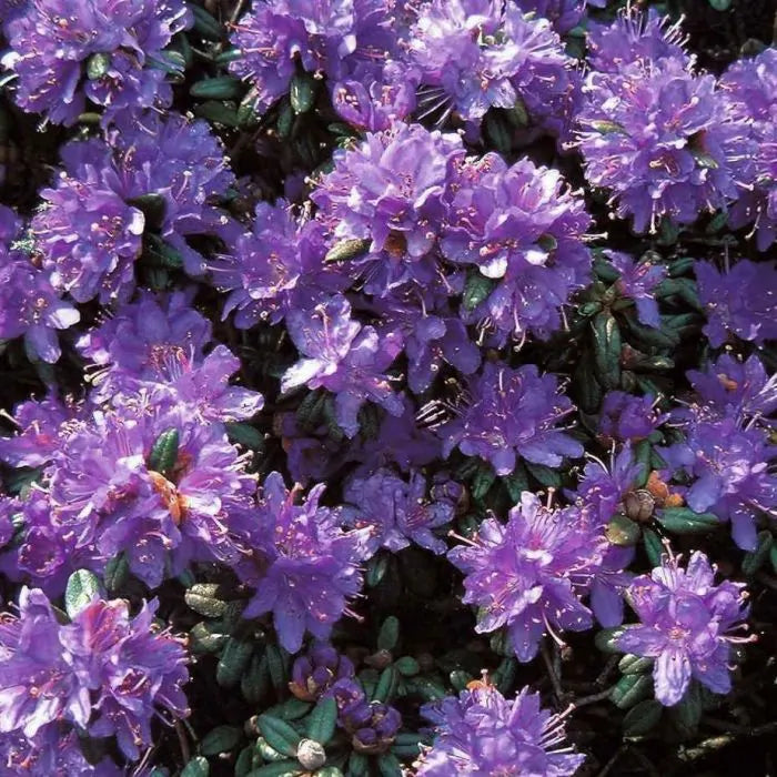 Rhododendron Russatum