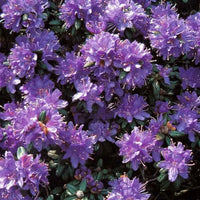 Rhododendron Russatum