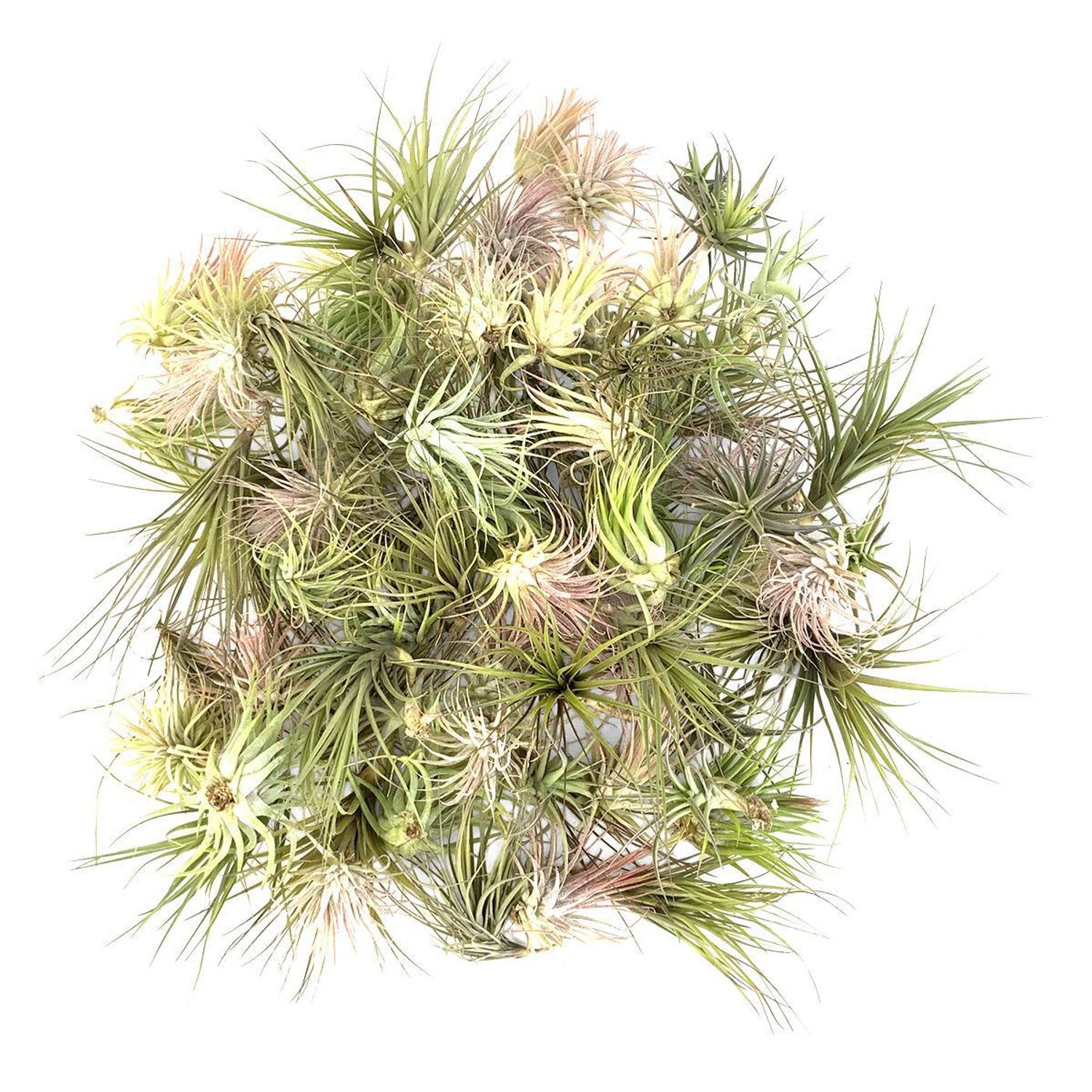 Assorted (Tillandsia)