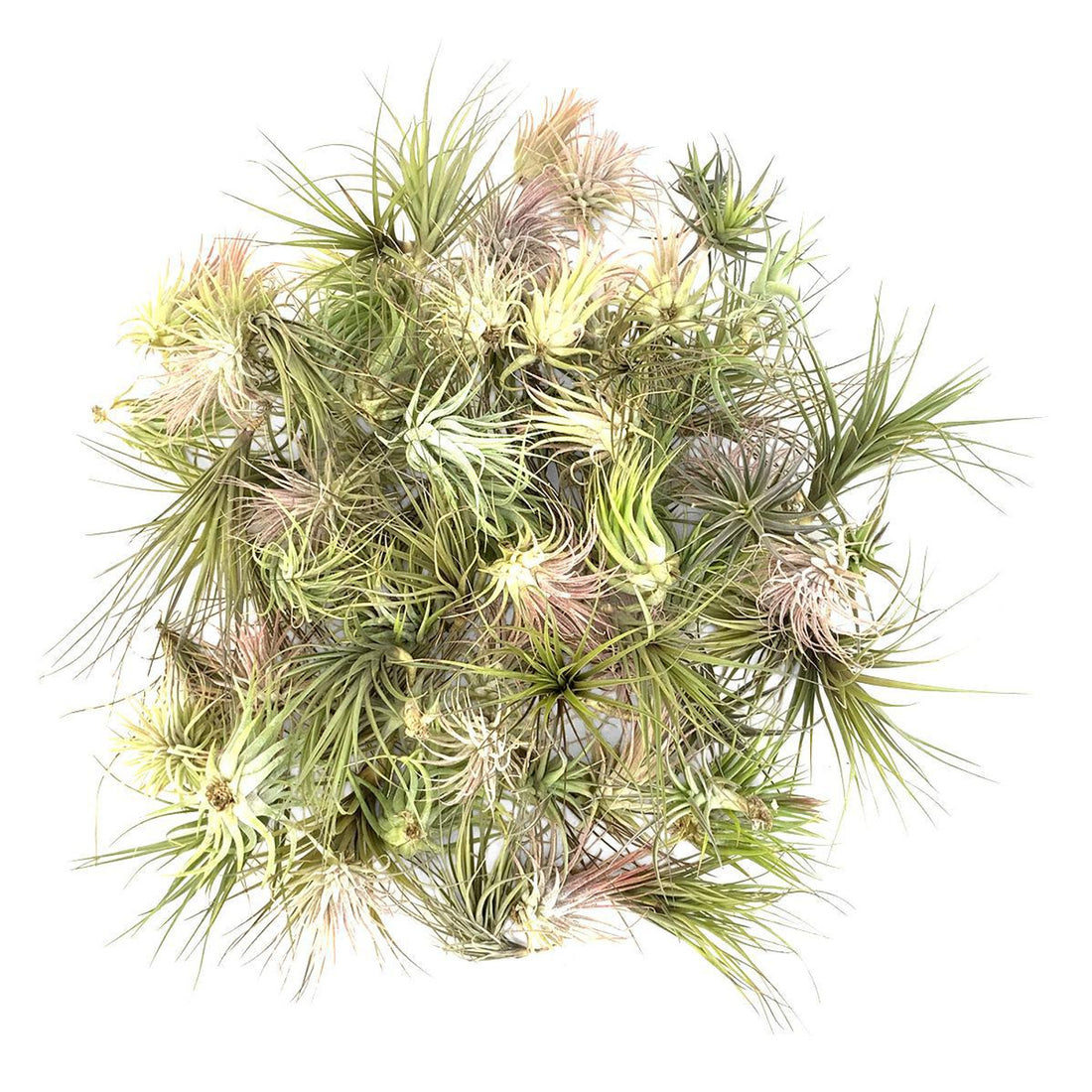 Air Plants (Tillandsia) Assorted - Ladybird Nursery