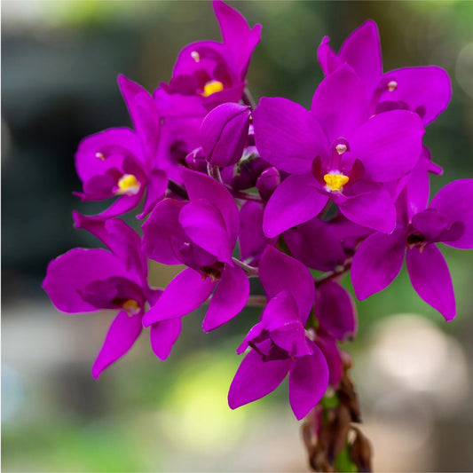 Ground Orchid Purple (Spathoglottis plicata) - Ladybird Nursery