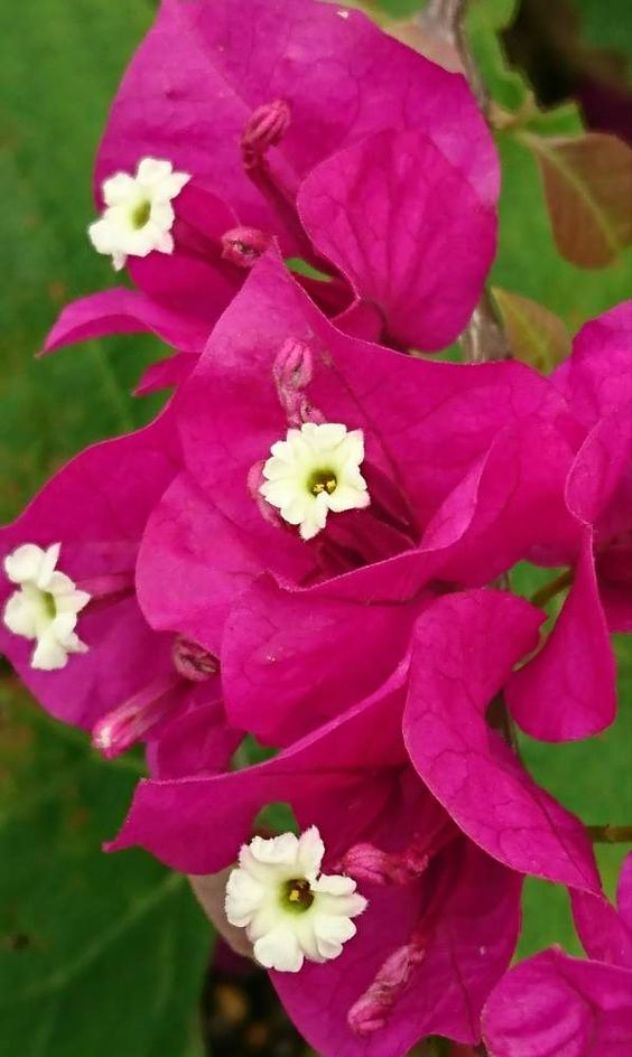 Bougainvillea Mrs Butt (Bougainvillea glabra)