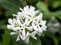 Star Jasmine Bush Form (Trachelospermum jasminoides)