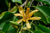 Champak (Michelia champaca) Cream/Yellow 140mm Pot