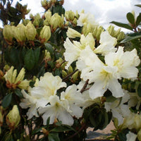 Rhododendron Wedding Gown - Ladybird Nursery