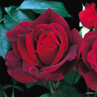 Rose 'Mr Lincoln' - Ladybird Nursery