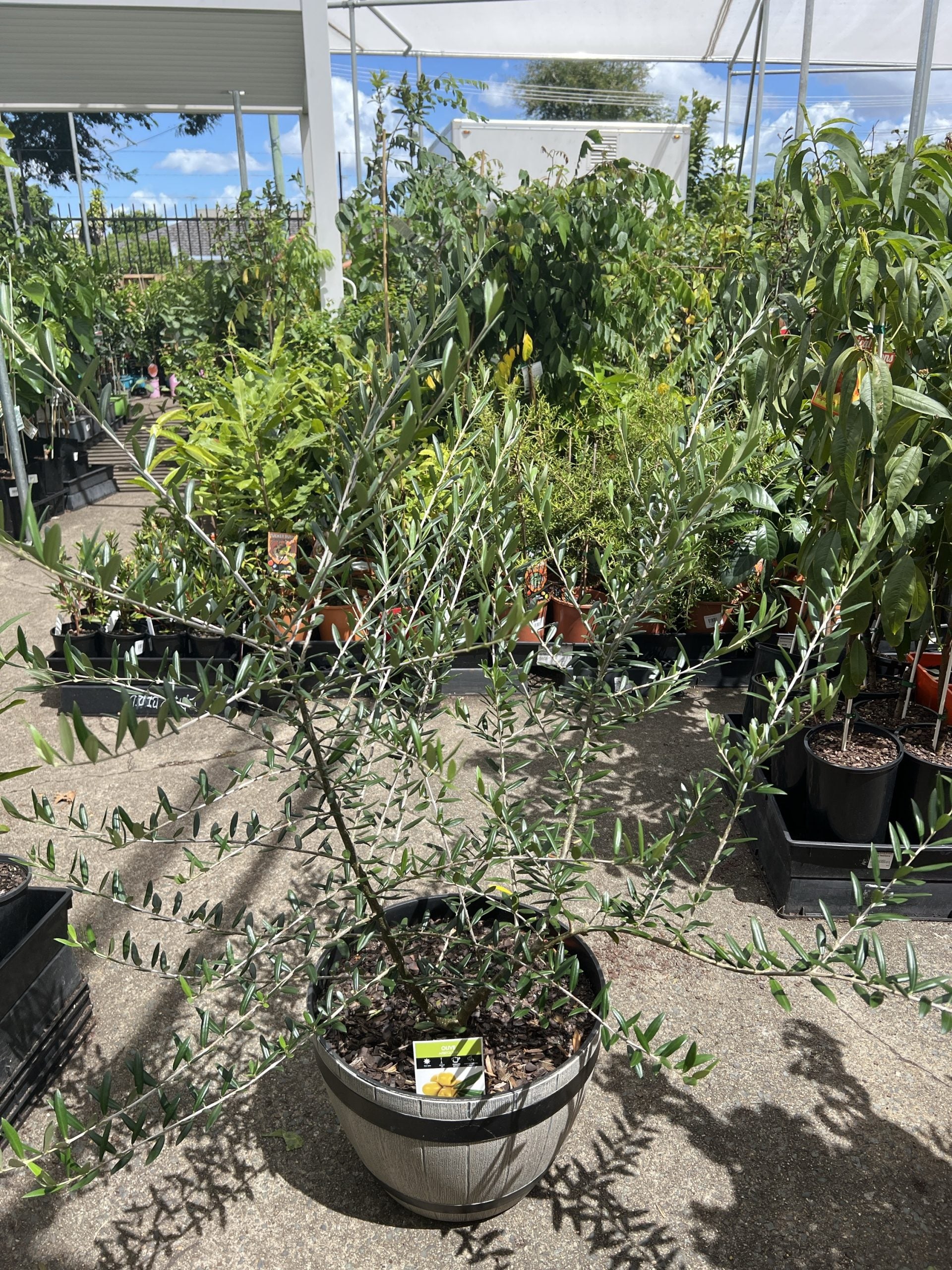 Olive Arbequina 330mm PICK UP ONLY