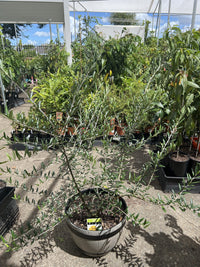 Olive Arbequina 330mm PICK UP ONLY