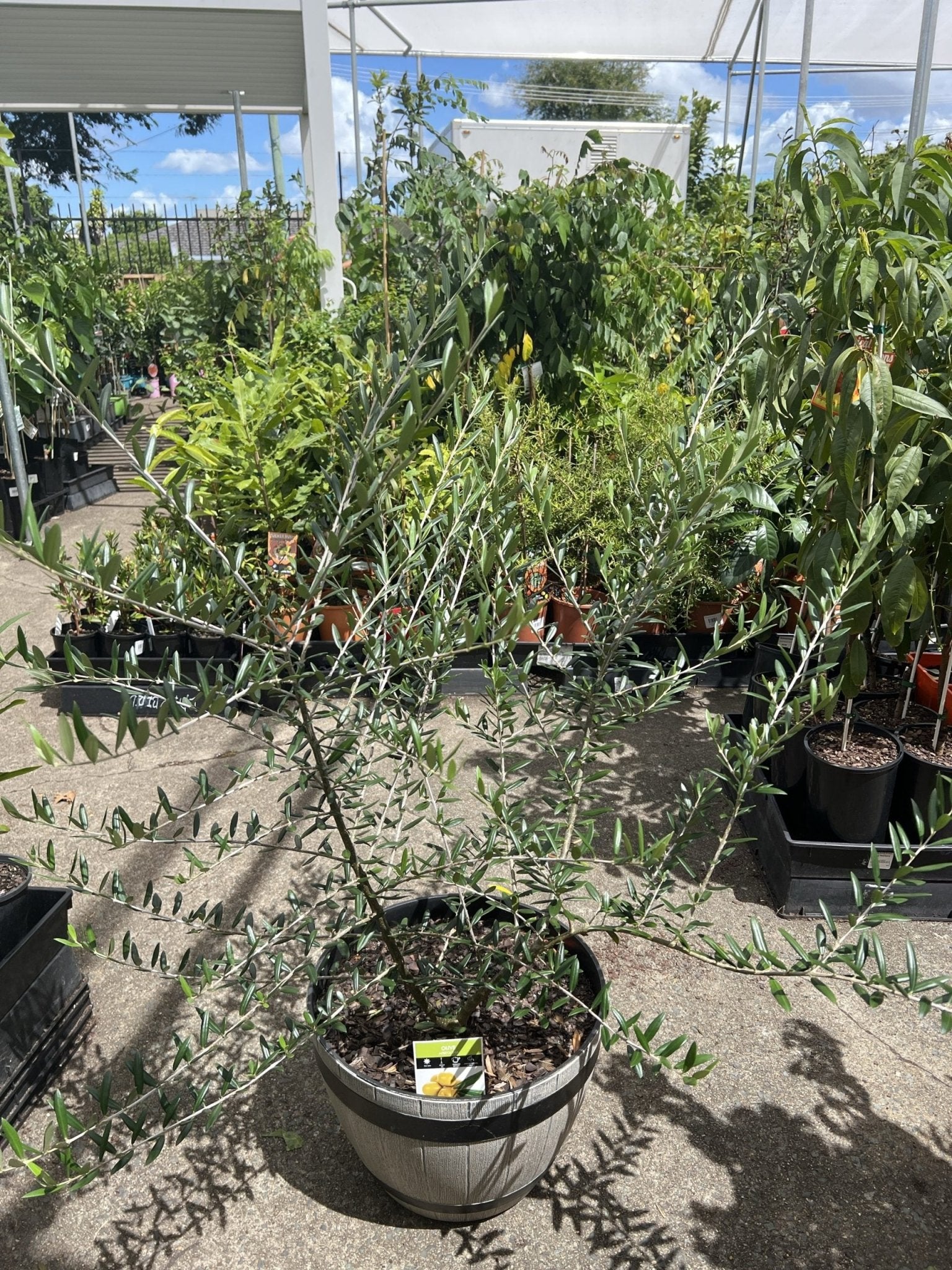 Olive in a Wine Barrel style Pot (PICKUP ONLY) - Ladybird Nursery