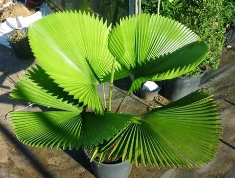 Ruffled Fan Palm (Licuala grandis)