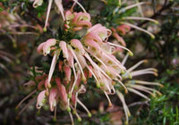 Grevillea Coral Baby