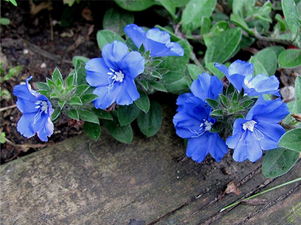 Blue Daze (Evolvulus pilosus)