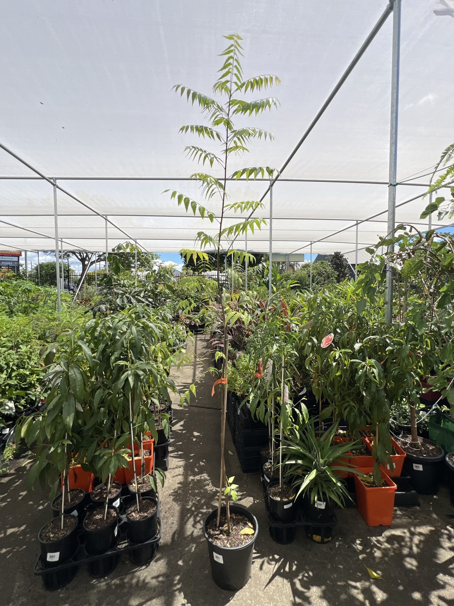 Neem Tree 250mm (PICK UP ONLY)