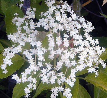 Cutleaf/Fernleaf Elderberry laciniata (Sambucus nigra)
