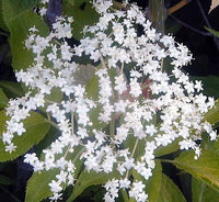 Cutleaf/Fernleaf Elderberry laciniata (Sambucus nigra)