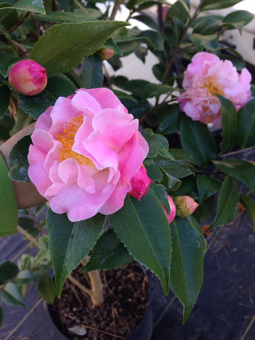 Camellia High Fragrance (Camellia)