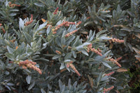 Coastal Saltbush (Atriplex cinerea)