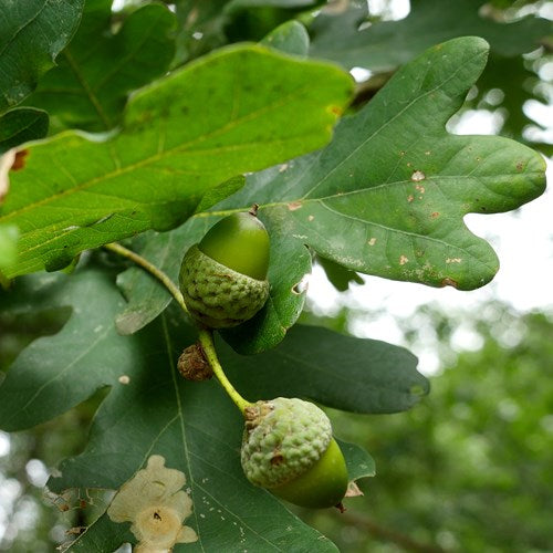 Upright English Oak Fastigiata (Quercus robur)