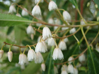 Blueberry Ash Green Dream (Elaeocarpus reticulatus)