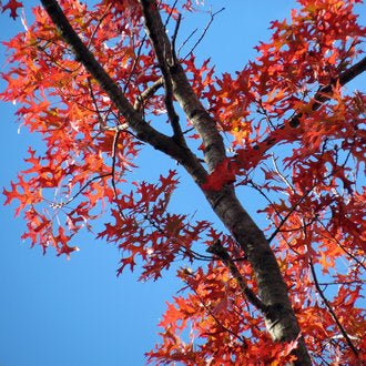 Scarlet Oak (Quercus coccinea) - Ladybird Nursery