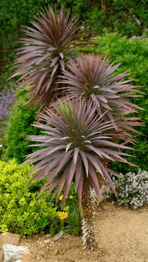 Yucca (Yucca desmetiana) - Ladybird Nursery