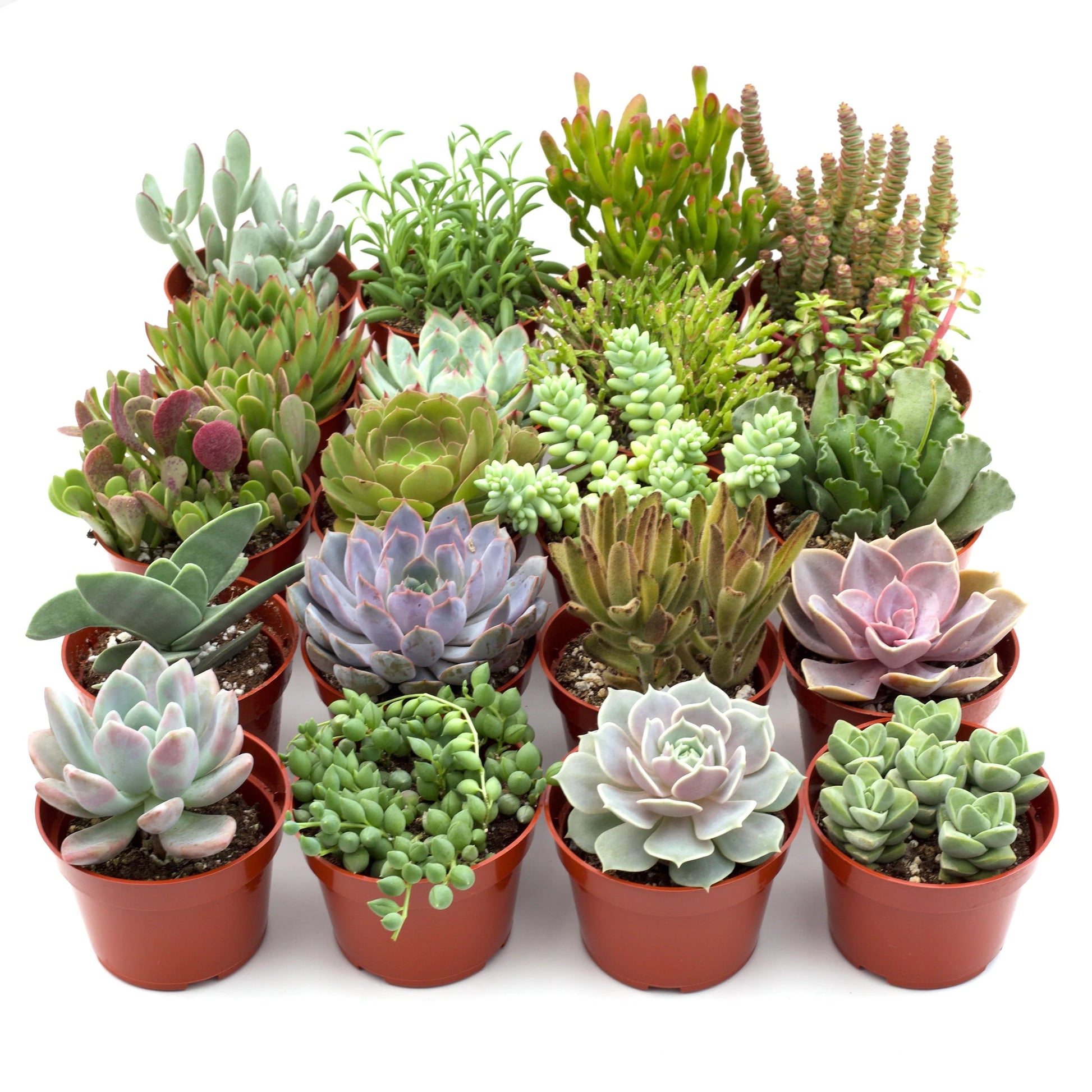 Assorted Succulents (Succulents spp.)