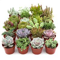 Assorted Succulents (Succulents spp.)