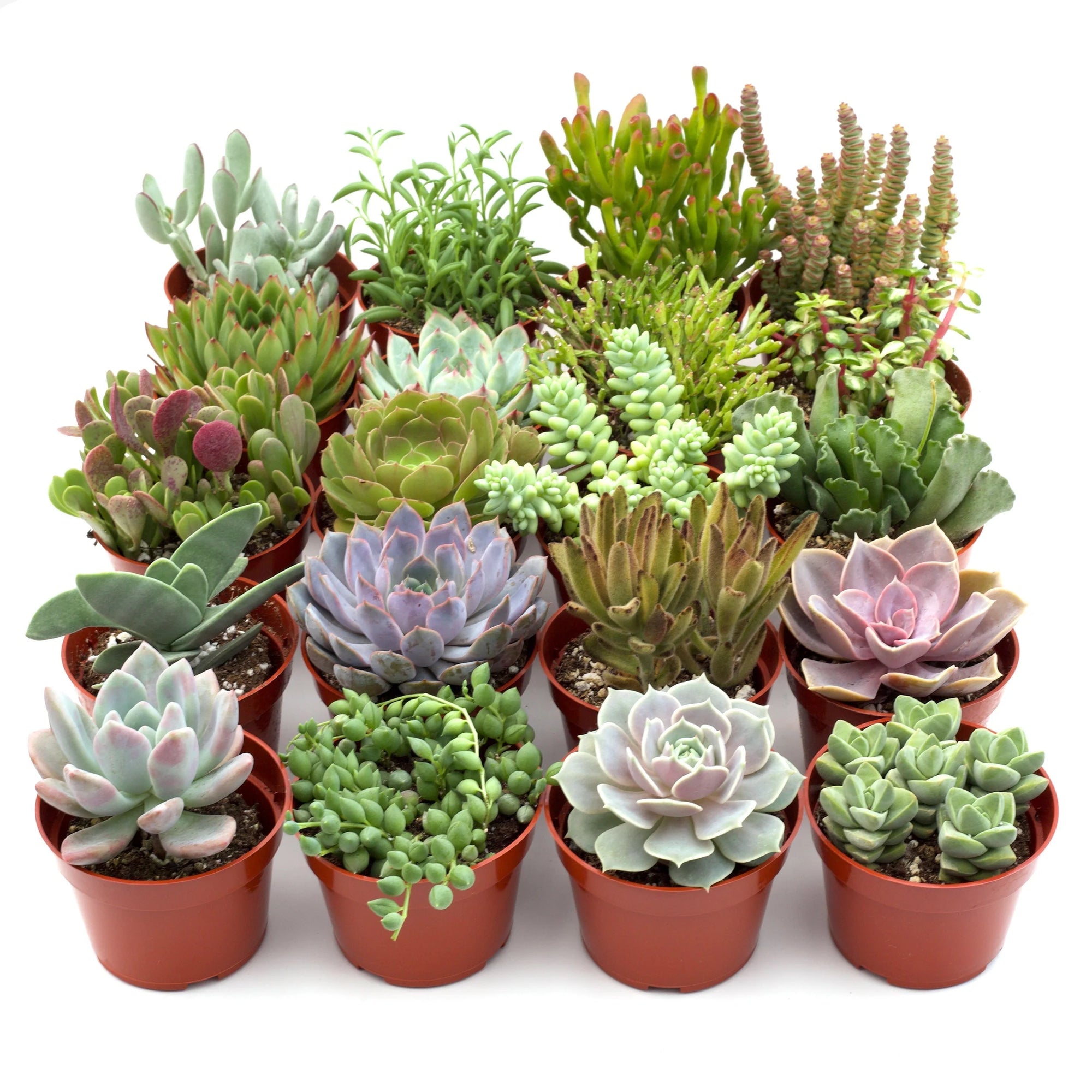 Assorted Succulents (Succulents spp.) - Ladybird Nursery