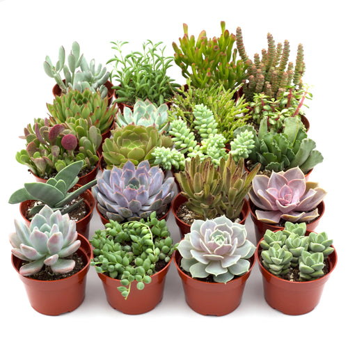 Assorted Succulents (Succulents spp.) - Ladybird Nursery