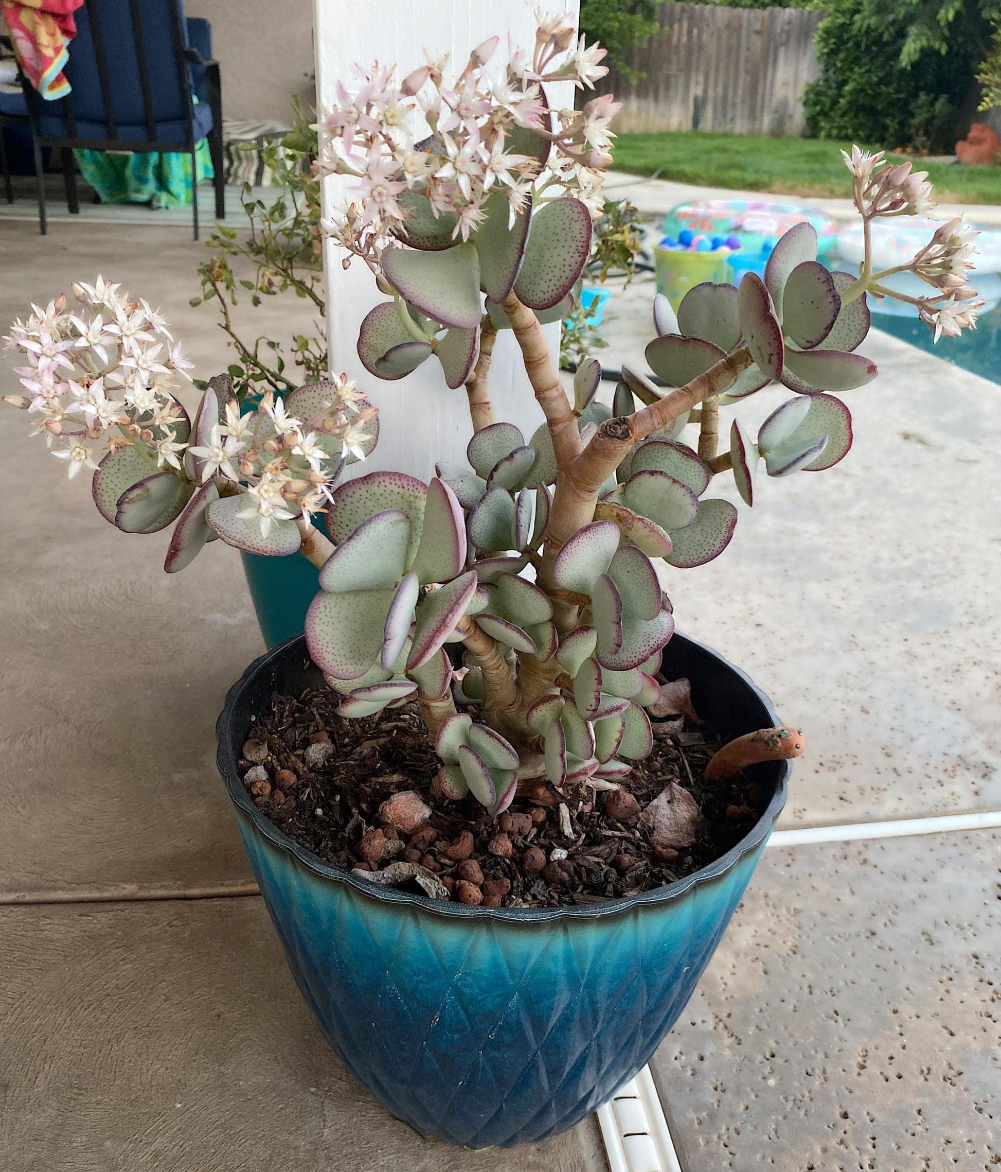 Silver Jade (Crassula argentea)