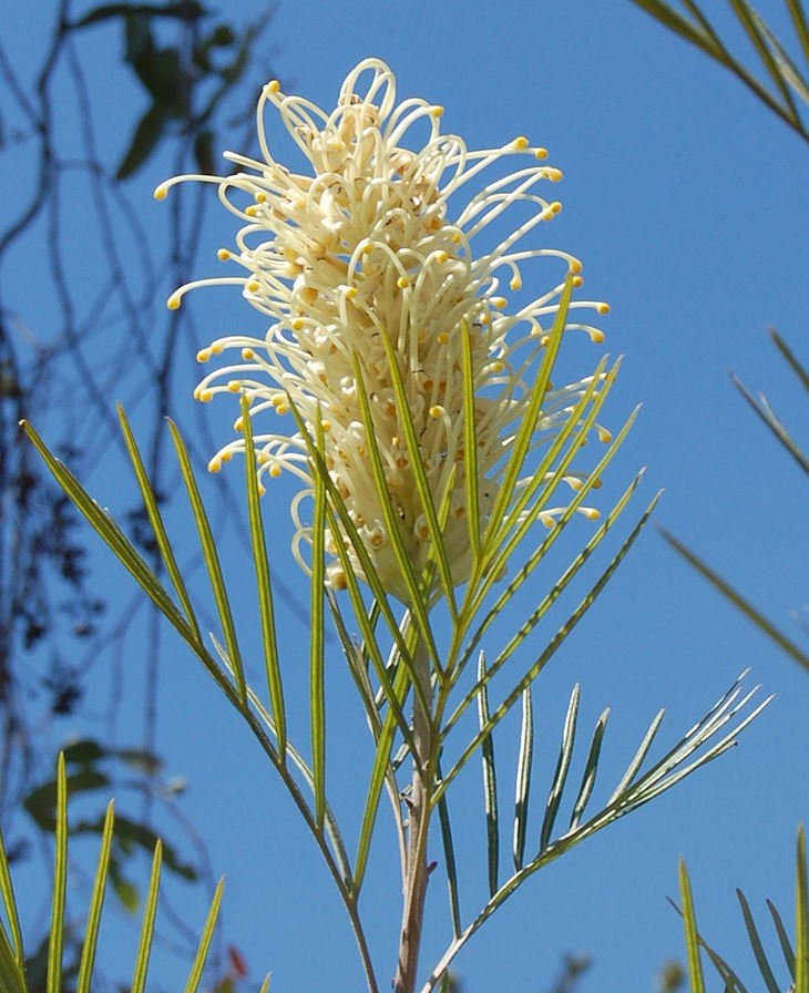 Grevillea Moonlight - Ladybird Nursery