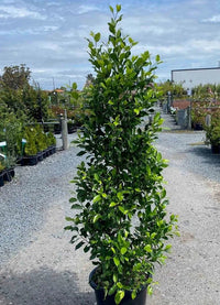 Flash Fig (Ficus microcarpa) - Ladybird Nursery