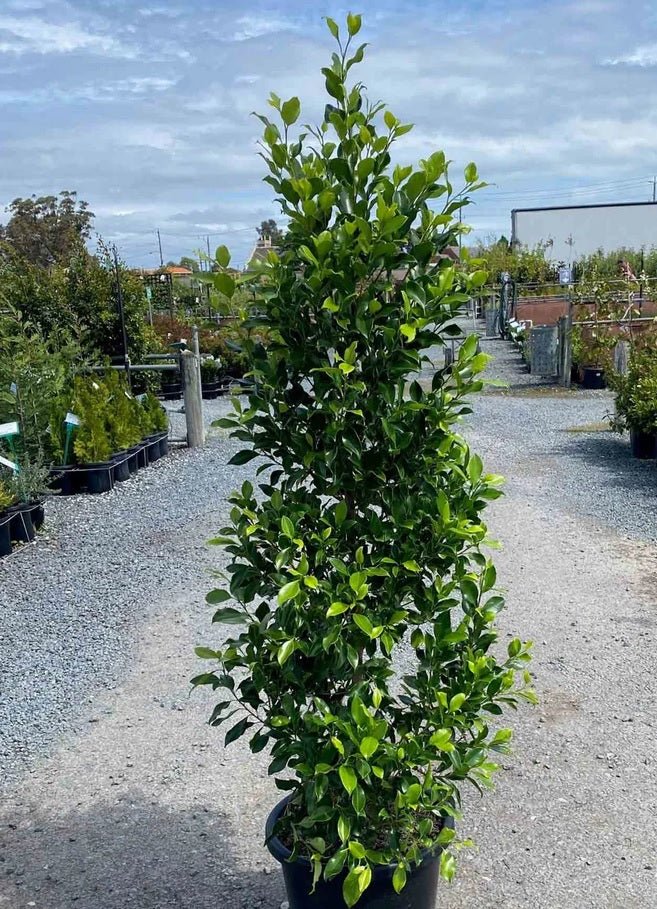 Flash Fig (Ficus microcarpa) - Ladybird Nursery
