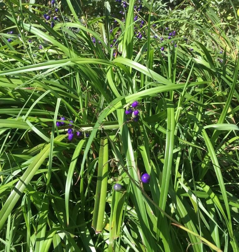 Flax Lily (Dianella brevipedunculata) - Ladybird Nursery