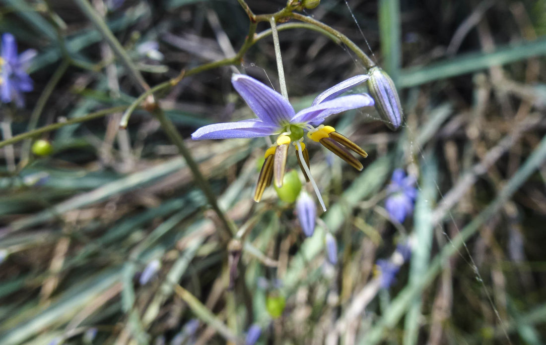 Flax Lily (Dianella Explorer™) - Ladybird Nursery