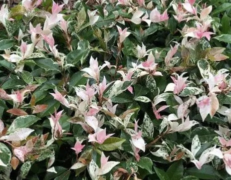 Flax Lily (Dianella Silverado)