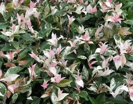 Flax Lily (Dianella Silverado) - Ladybird Nursery
