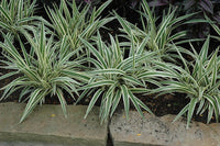 Dianella Silver STREAK™ (Flax Lily) - Ladybird Nursery
