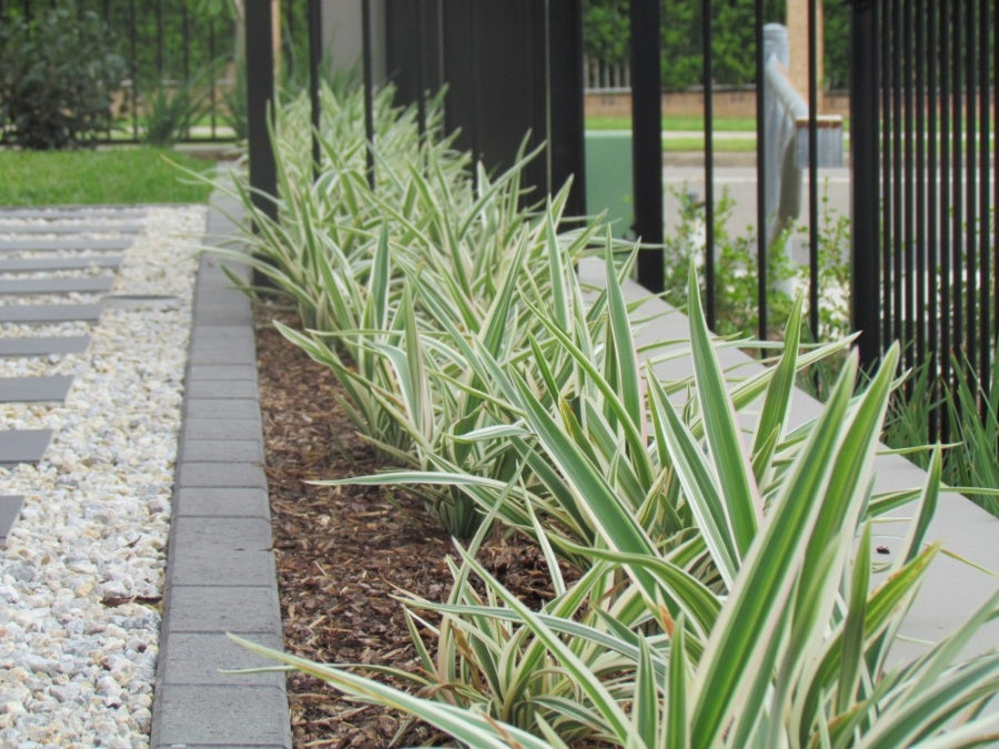 Flax Lily STREAK™ Tissue Culture (Dianella SILVER)