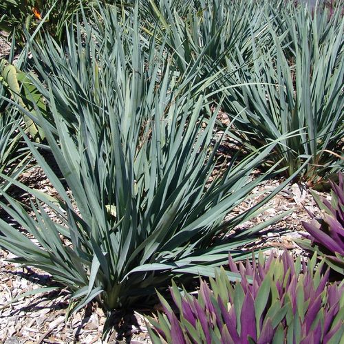 Flax Lily Stream™ (Dianella Blue)