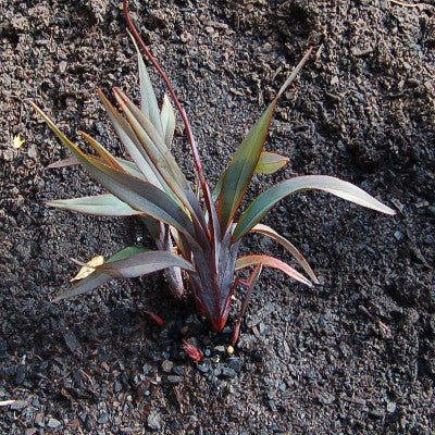Flax Lily UTOPIA ® (Dianella prunina) - Ladybird Nursery