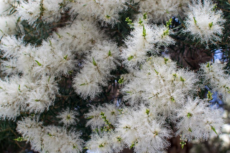 Flax-leaved Paperbark Claret Tops (Melaleuca linariifolia)
