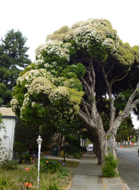 Flax-leaved Paperbark Little Red (Melaleuca linariifolia)