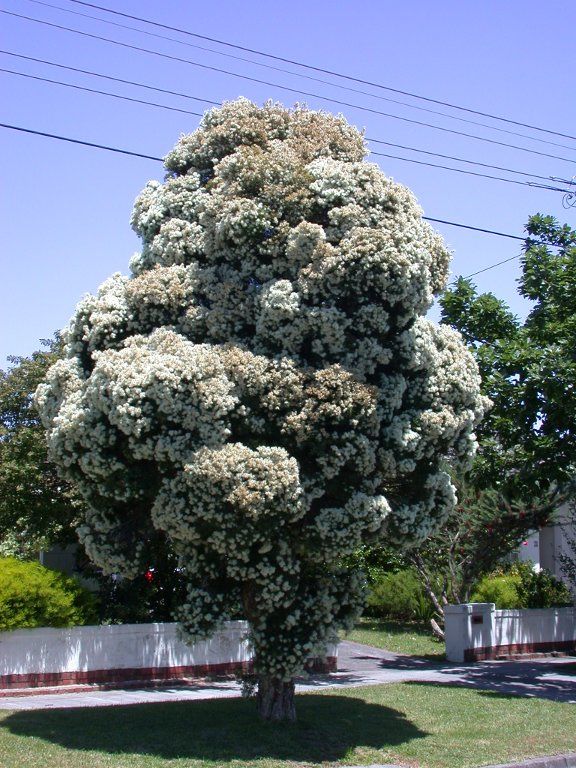 Flax-leaved Paperbark Snow in Summer (Melaleuca linariifolia)